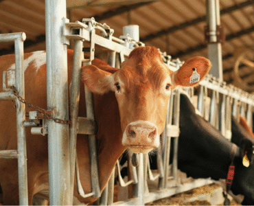 7 Health Benefits of Using Pure Cow Ghee in Your Daily Diet
